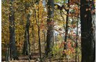 Property photo 35 - 75.3 Acres Offered in 2 Tracts